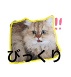 chinchilla golden SUBARU 2（個別スタンプ：27）