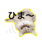 chinchilla golden SUBARU 2（個別スタンプ：33）