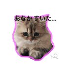 chinchilla golden SUBARU 2（個別スタンプ：34）