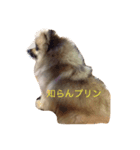 ポメラニアンのプリンちゃん（個別スタンプ：3）