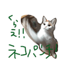 TRMにゃんず（個別スタンプ：3）