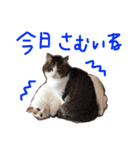 TRMにゃんず（個別スタンプ：4）