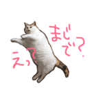 TRMにゃんず（個別スタンプ：7）