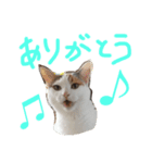 TRMにゃんず（個別スタンプ：9）
