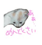 TRMにゃんず（個別スタンプ：11）