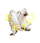 TRMにゃんず（個別スタンプ：16）