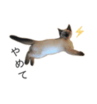 うちのおねこたち（個別スタンプ：1）