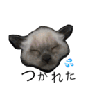 うちのおねこたち（個別スタンプ：8）