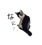 うちのおねこたち（個別スタンプ：9）