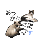 うちのおねこたち（個別スタンプ：15）