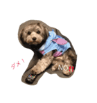 ホクのつぶやき（個別スタンプ：1）