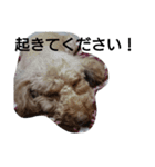 元保護犬のもずく＆はな（個別スタンプ：10）