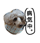 元保護犬のもずく＆はな（個別スタンプ：21）