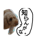 元保護犬のもずく＆はな（個別スタンプ：23）