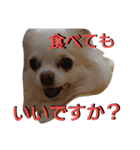 元保護犬のもずく＆はな（個別スタンプ：27）