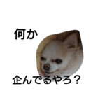 元保護犬のもずく＆はな（個別スタンプ：34）