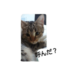 my cats 3 <3（個別スタンプ：1）
