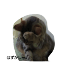 my cats 3 <3（個別スタンプ：6）