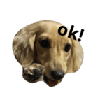 ダックス犬むぎの日常スタンプ（個別スタンプ：1）