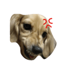 ダックス犬むぎの日常スタンプ（個別スタンプ：2）