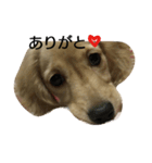 ダックス犬むぎの日常スタンプ（個別スタンプ：4）