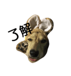 ダックス犬むぎの日常スタンプ（個別スタンプ：6）