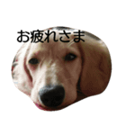 ダックス犬むぎの日常スタンプ（個別スタンプ：7）