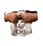 ねこ フレンド（個別スタンプ：1）