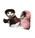 ねこ フレンド（個別スタンプ：3）