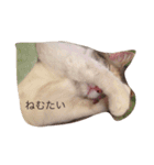 ねこ フレンド（個別スタンプ：4）