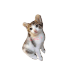 ねこ フレンド（個別スタンプ：5）