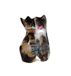 ねこ フレンド（個別スタンプ：8）