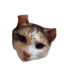 ねこ フレンド（個別スタンプ：10）