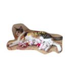 ねこ フレンド（個別スタンプ：12）