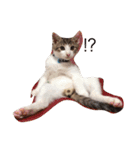 ねこ フレンド（個別スタンプ：14）
