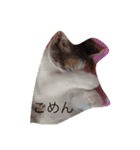 ねこ フレンド（個別スタンプ：15）