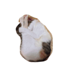 ねこ フレンド（個別スタンプ：16）
