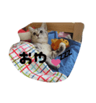 まるとひめの日常スタンプ（個別スタンプ：2）