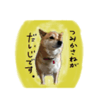 リアルムーコ＆ポコ（個別スタンプ：7）