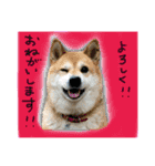 リアルムーコ＆ポコ（個別スタンプ：12）
