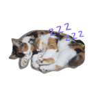 きなことあられ（個別スタンプ：1）