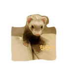 幸せなフェレット（個別スタンプ：6）
