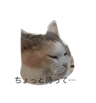 どすこいのひとり言（個別スタンプ：2）