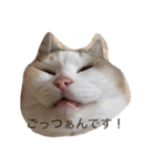 どすこいのひとり言（個別スタンプ：5）