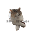 どすこいのひとり言（個別スタンプ：10）