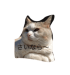 どすこいのひとり言（個別スタンプ：15）