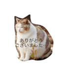 どすこいのひとり言（個別スタンプ：16）