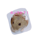 ネズミのまんたろう（個別スタンプ：1）