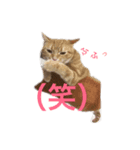 ucino neko 2hiki  2（個別スタンプ：1）