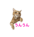 ucino neko 2hiki  2（個別スタンプ：2）